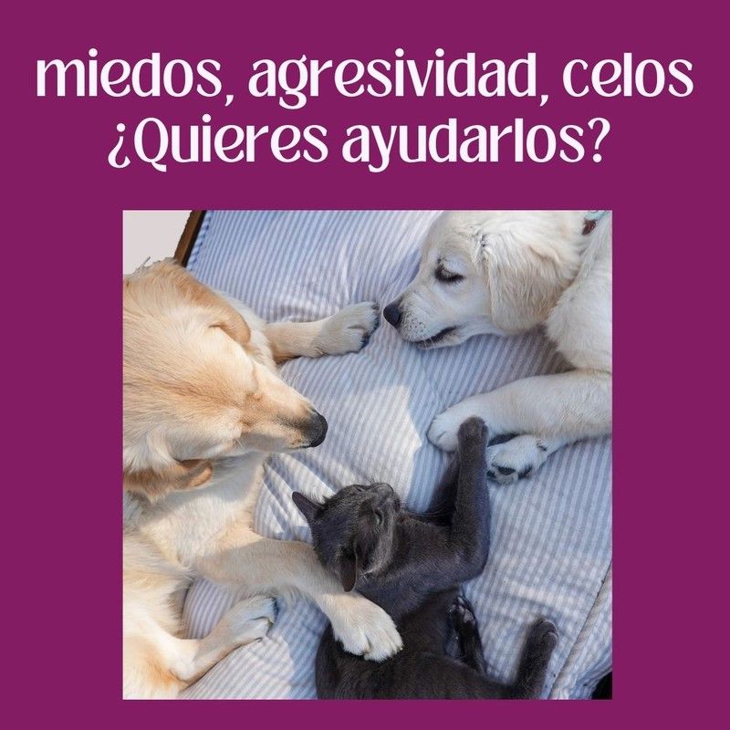 Consejos y productos naturales para ayudar a perros y gatos a superar los miedos, controlar la agresividad y los celos, sin medicamentos.