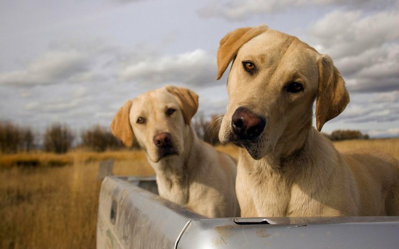 Perros y gatos: piel y pelo saludables