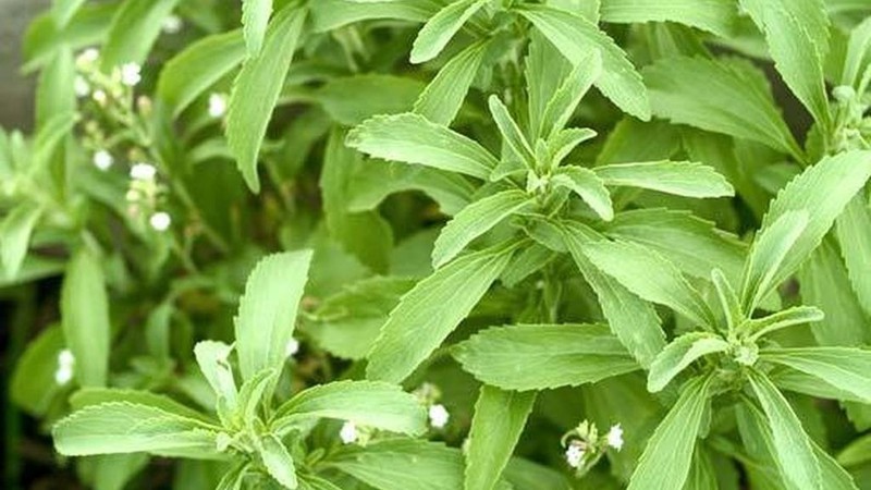 Quines plantes medicinals són bones per al control de la diabetes?