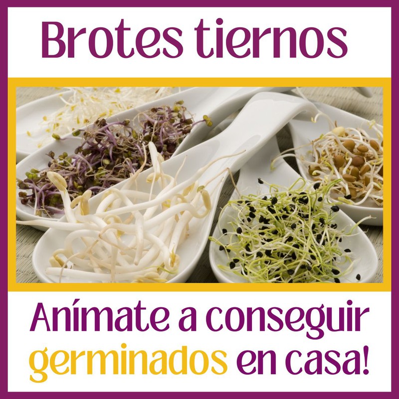 ¿Qué tengo que hacer para cultivar brotes tiernos germindos de diferentes semillas en casa?