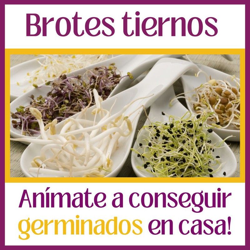 ¿Qué tengo que hacer para cultivar brotes tiernos germindos de diferentes semillas en casa?