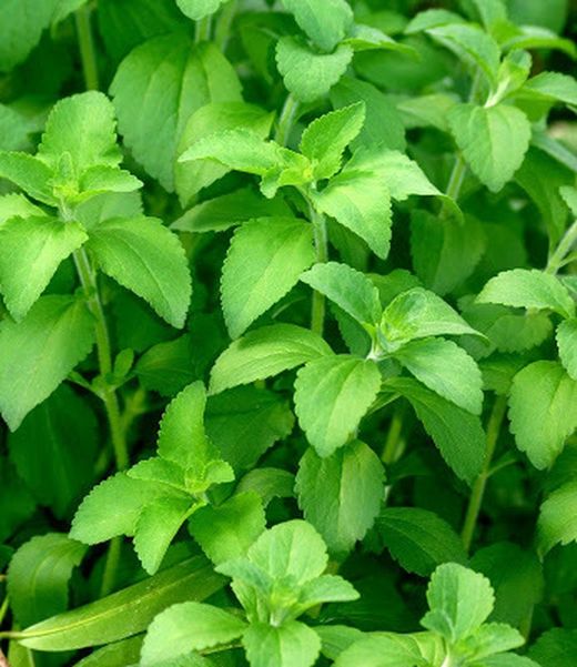 ¿Que plantas medicinales son buenas para la diabetes?