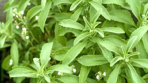 Quais são as plantas medicinais boas para o diabetes?