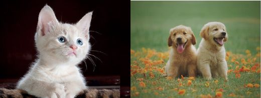Flores de Bach para perros y gatos