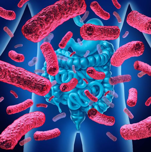 Intestino Probioticos Prebioticos