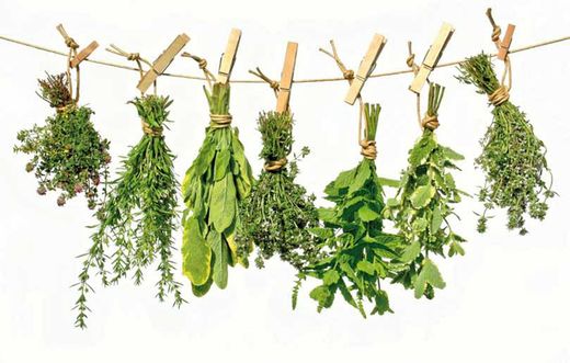 Preparados de Plantas